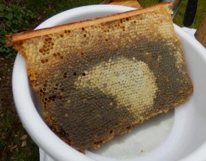Varied capped honey types in one comb